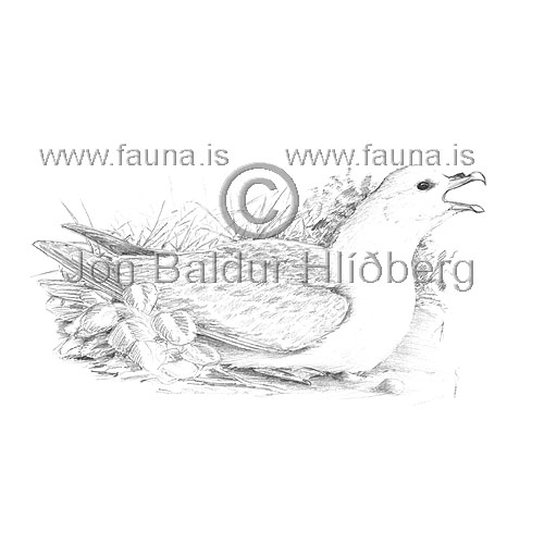 Fll -  Fulmarus glacialis - adrirfuglar - Flingjatt