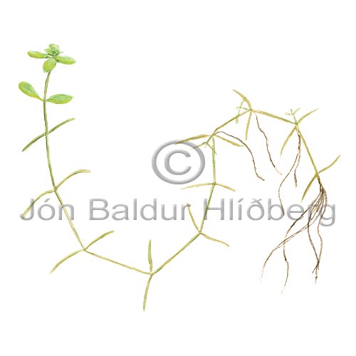 Vorbra - Callitriche palustris - tvikimblodungar - Vatnsbrutt