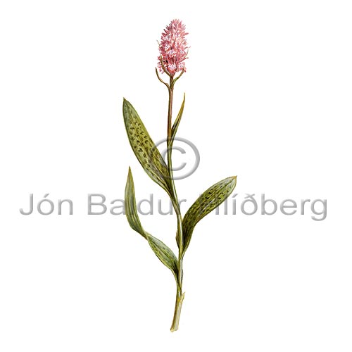 Brnugrs - dactylorchis maculata - tvikimblodungar - Brnugrasatt