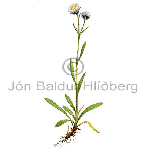 Jakobsffill - Erigeron borealis - tvikimblodungar - Krfublmatt