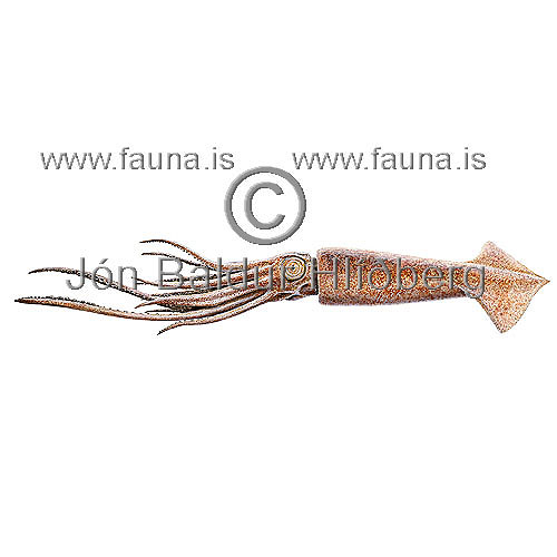 Smokkfiskur  - Todarodes sagittatus sagittatus - lindyr - Lindr