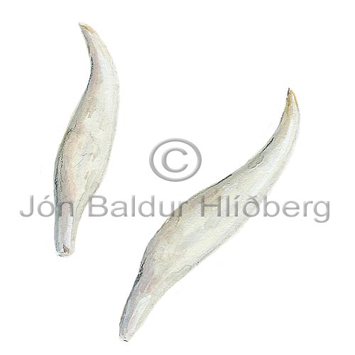 Hningur - Lagenorhychus albirostris - hvalir - Hvalir