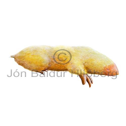 Pokamoldvarpa - Notoryctes typhlops - Pokadyr - Pokamoldvorpur