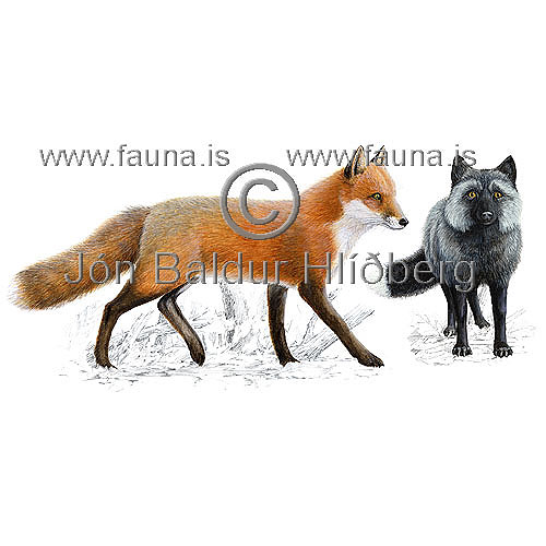 Raurefur/Silfurrefur - Vulpes vulpes - randyr - hundaaett