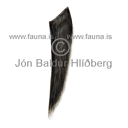 Hnfubakur - Megaptera novaeangliae - hvalir - Hvalir