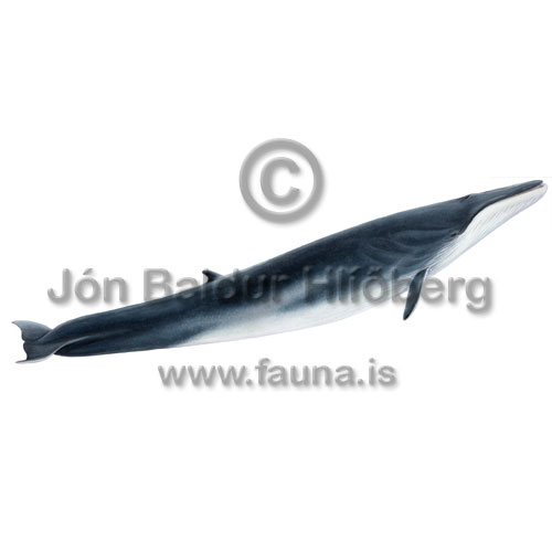 Langreyur - Balanoptera physalus - hvalir - Hvalir