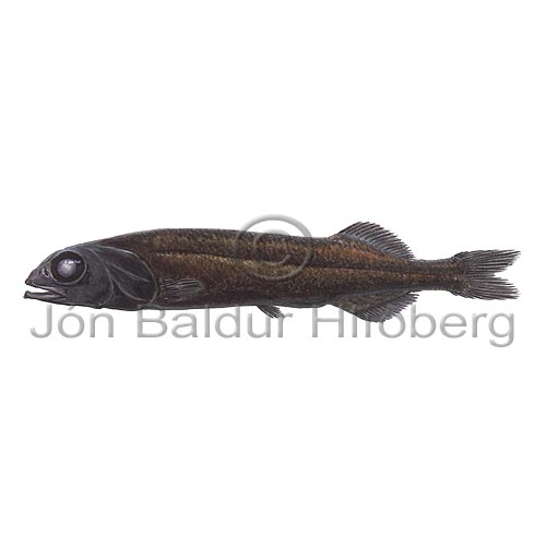 Berhaus - Alepocephalus agassizii - adrirfiskar - Glitfiskar