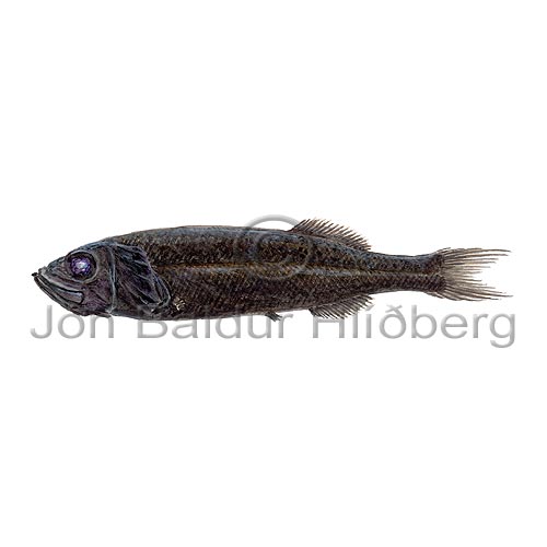 Sangi - Normichthys operosus - adrirfiskar - Glitfiskar