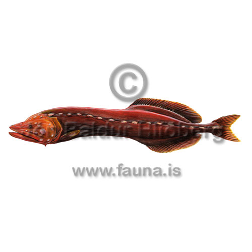 Glkollur - Cetostoma regani - adrirfiskar - serklingar