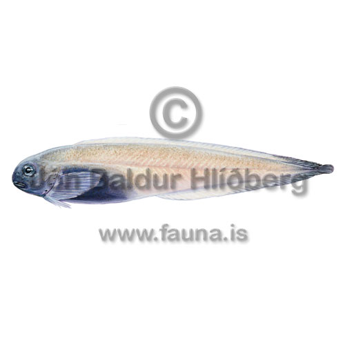 Djphafssogfiskur - Paraliparis copei - brynvangar - Brynvangar