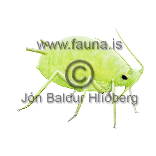 Blals - : Aphidoidea  - skordyr - Skordr