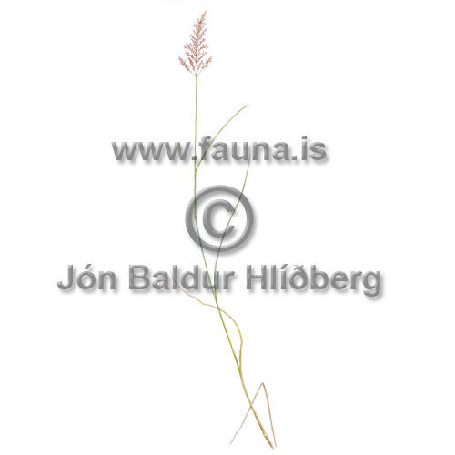 -gresi (slingur) - Calamagrostis purpurea - annargrodur - Grasatt