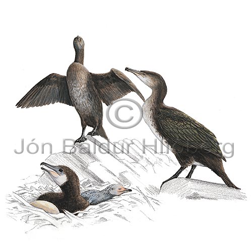 Dlaskarfur - Phalacrocorax carbo - adrirfuglar - Skarfatt