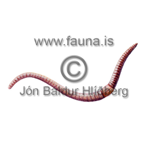 Jarpni - Lumbricus rubellus - adrirhryggleysingjar - Liormar