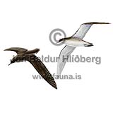 Stormskrofa - Puffinus yelkouan - adrirfuglar - Flingjatt