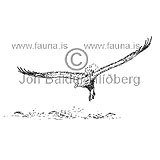Hafrn - Haliaeetus albicilla - ranfuglar - Haukatt