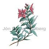 Eyrars - epilobium latifolium - tvikimblodungar - Eyrarsatt