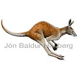 Raukengra - Macropus rufus - Pokadyr - pokagrasbitar