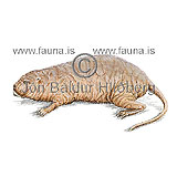 Snorotta - Heterocephalus glaber - nagdyr - Nagdr
