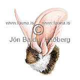 Blettablaka - Euderma maculatus - onnurspendyr - Leurblkur