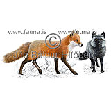 Raurefur/Silfurrefur - Vulpes vulpes - randyr - hundaaett