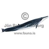 Langreyur - Balanoptera physalus - hvalir - Hvalir