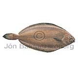 Langlra - Glyptocephalus cynoglossus - flatfiskar - Flatfiskar