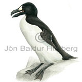Geirfugl - Pinguinus impennis - svartfuglar - Svartfuglar