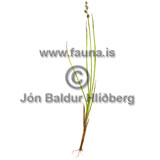 Bltoppastr - Carex canescens - annargrodur - Starartt
