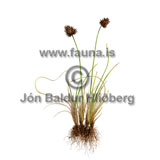 Kollstr - Carex macloviana - annargrodur - Starartt