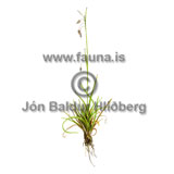 Hengistr - Carex rariflora - annargrodur - Starartt