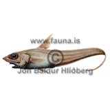 Inglfshali - Coryphaenoides guenteri - thorskfiskar - orskfiskar