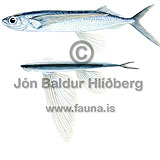 Flugfiskur - exocetidae - adrirfiskar - Trnisfiskar