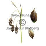 Hengistr - Carex rariflora - annargrodur - Starartt