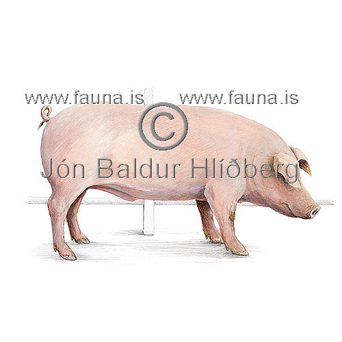 Svn - Sus scrofa - grasbitar - Klaufdr