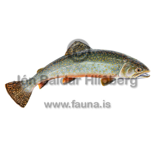 Lindableikja - Salvelinus fontinalis - laxfiskar - Laxfiskar