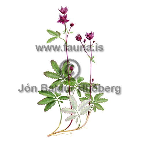 Engjars - Potentilla palustris - tvikimblodungar - Rsatt