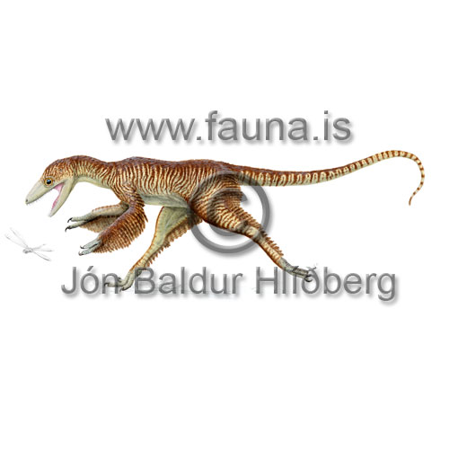 Kna sprettvngja - Sinocalliopteryx gigas - utdauddyr - rastatt