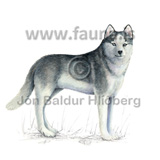 Hundur, husky - Canis lupus familiaris - randyr - hundaaett