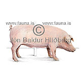 Svn - Sus scrofa - grasbitar - Klaufdr