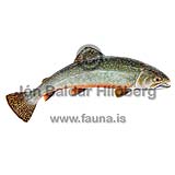 Lindableikja - Salvelinus fontinalis - laxfiskar - Laxfiskar