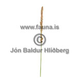 Hlmgresi - Calamagrostis neglecta - annargrodur - Grasatt