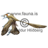 Rnkrli - Microraptor guy - utdauddyr - risaedlur